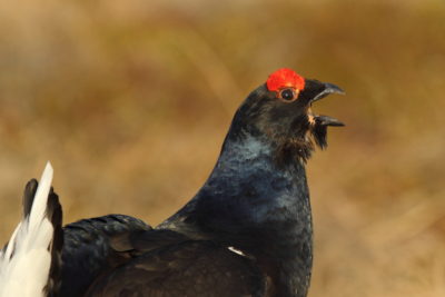 Il soffio del gallo forcello